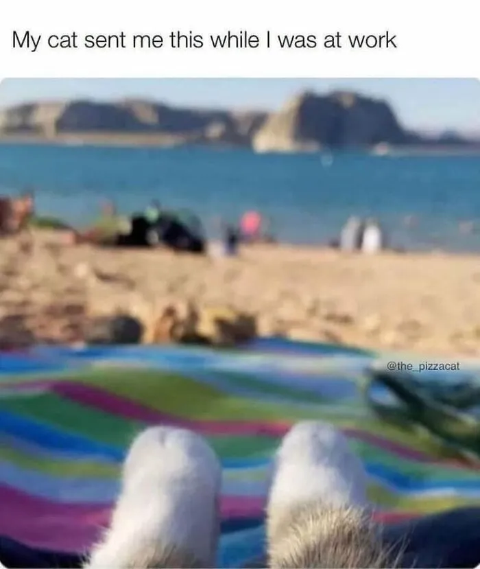 Humorous animal memes showing cat paws relaxing on a beach towel with a view of the sea