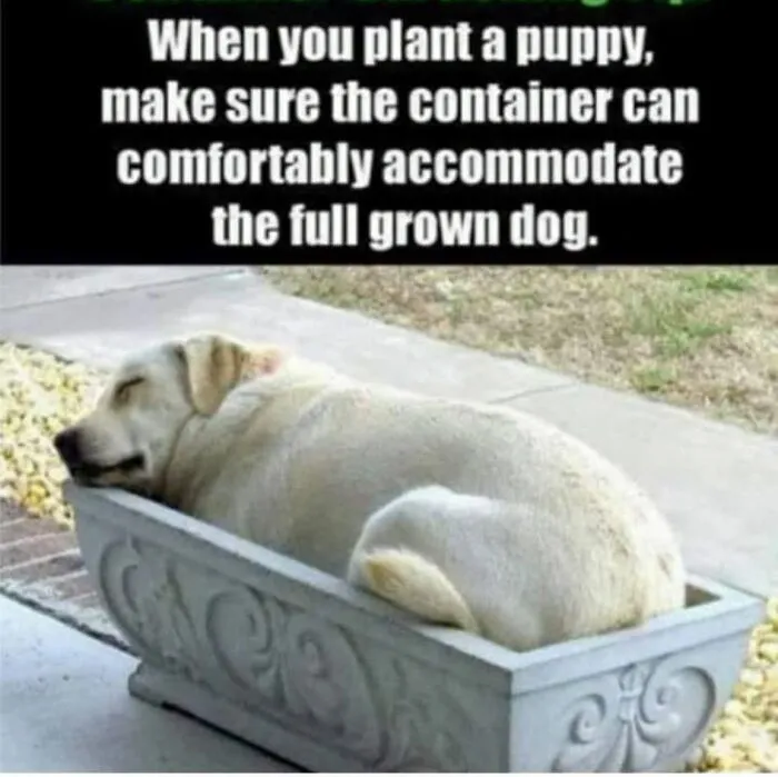 Funny animal memes post featuring a large white dog resting inside a small stone planter box