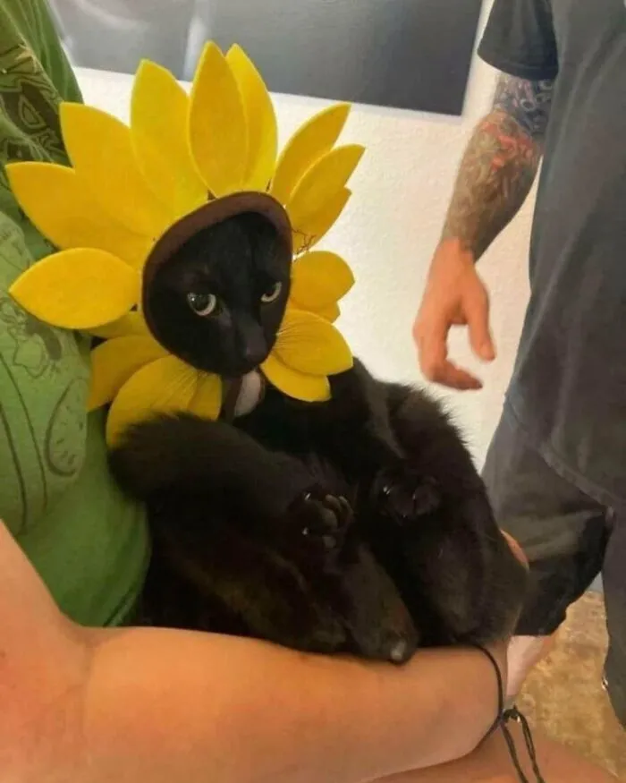 An adorable black cat wearing a bright yellow sunflower bonnet while being held.