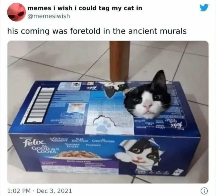 Cat peeking out of Felix cat food box in funny pet meme