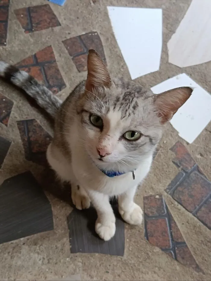 A gray and white cat with green eyes looking up, part of life stories with pets