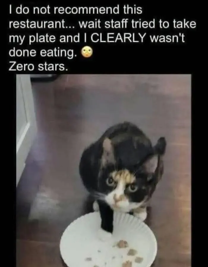 Animal memes with a calico cat stepping on its paper food plate to stop someone from taking it.
