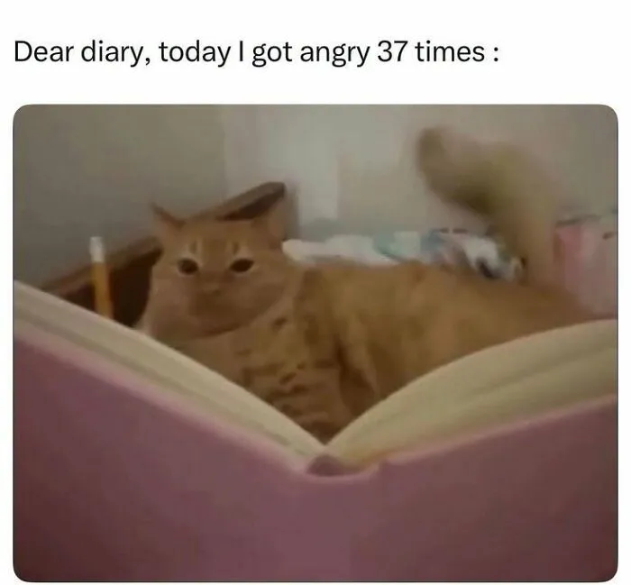 Animal memes depicting an orange cat lying behind an open book as if writing in a diary.