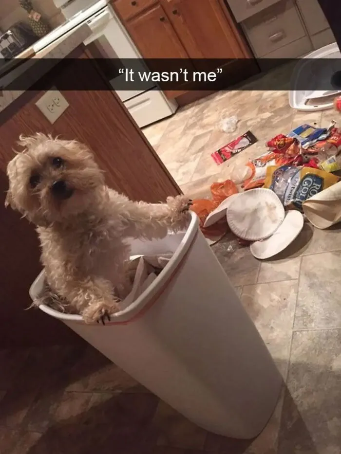 Dog caught inside trash can with spilled garbage showing trouble dogs cause