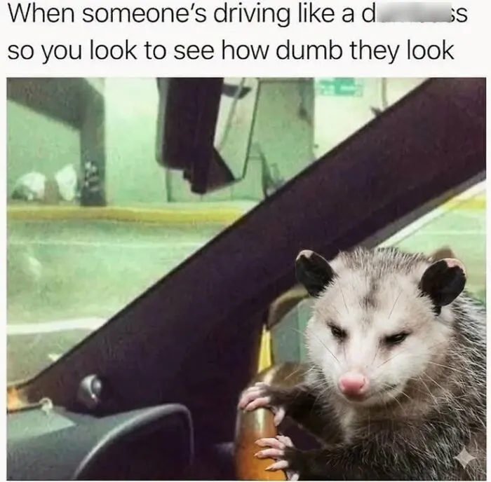 Animal memes featuring an opossum holding a steering wheel while looking intently out the driver window.