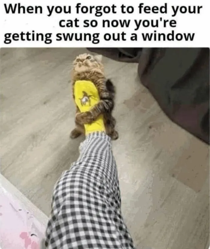 Funny cat aggressively holding onto a socked foot in love animal memes
