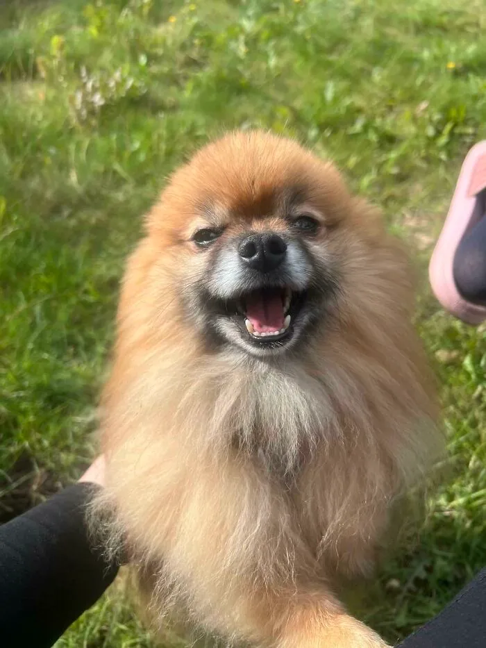 A fluffy Pomeranian dog smiling happily outdoors, representing life stories lived with pets
