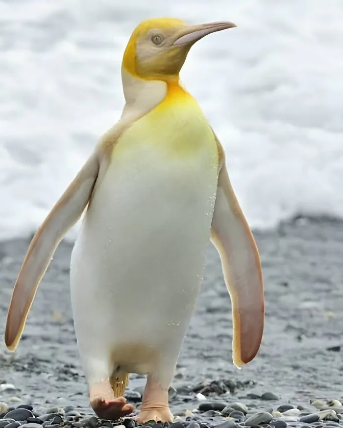 Cool and rare yellow and white king penguin standing on a rocky beach