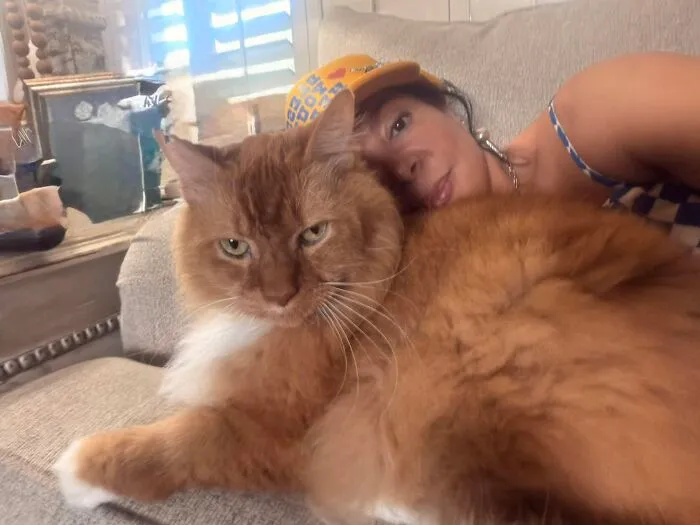 A fluffy orange cat rests closely with its owner, highlighting the close bond of pet life stories.