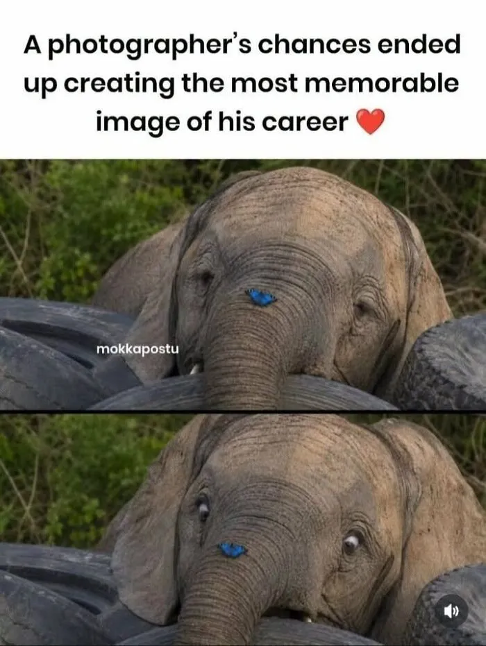 Cute elephant with a blue butterfly on its trunk in love animal memes