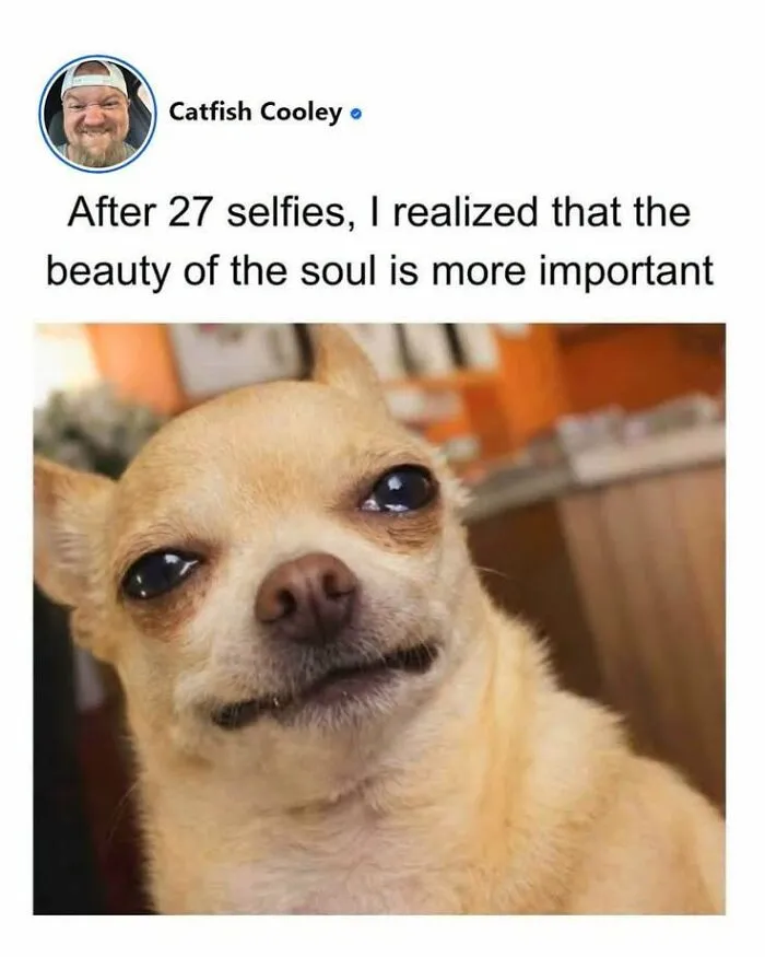 Funny chihuahua selfie post featured in love animal memes