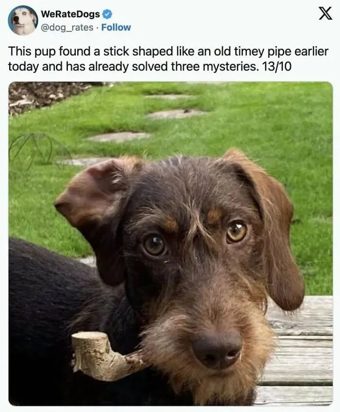 A wirehaired dog holding a pipe-shaped stick in its mouth, perfect for animal memes.