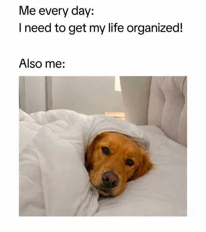 Golden retriever tucked under a blanket in bed as a relatable animal meme about staying organized.