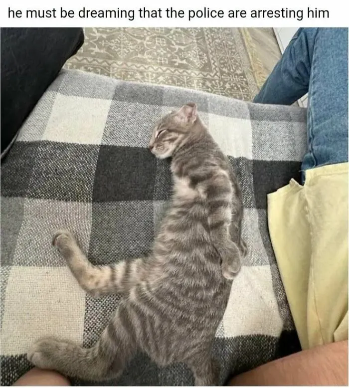 Grey tabby cat sleeping in an awkward position on a couch, showcased as a hilarious animal meme.