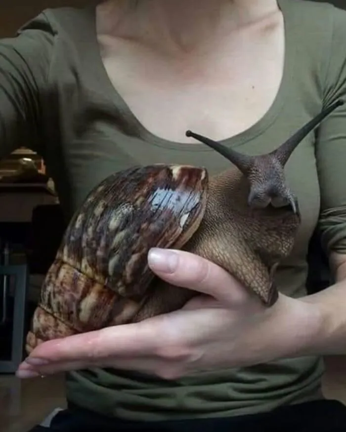 A woman holding a massive African giant snail in her hands, showcasing interesting animals.