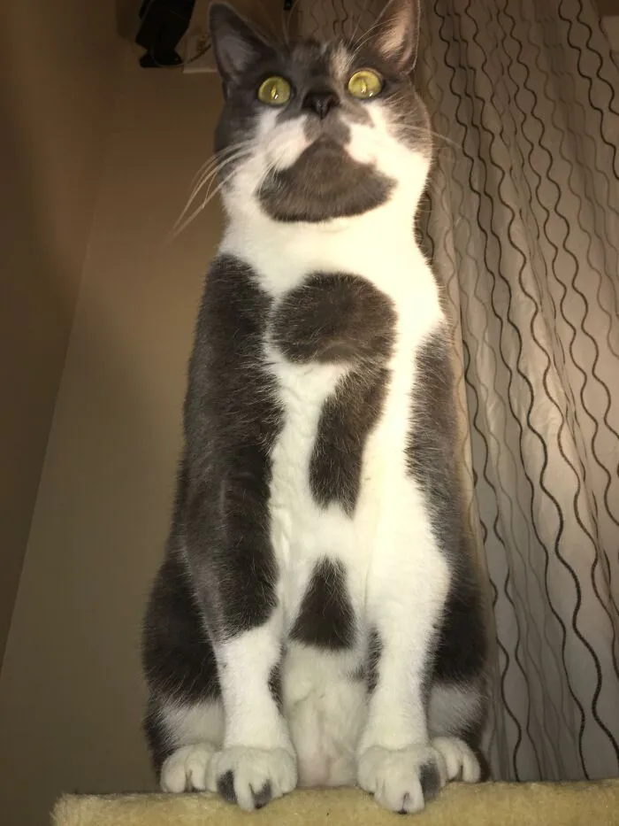 A low angle shot of a cat standing on a scratcher posing for family photos