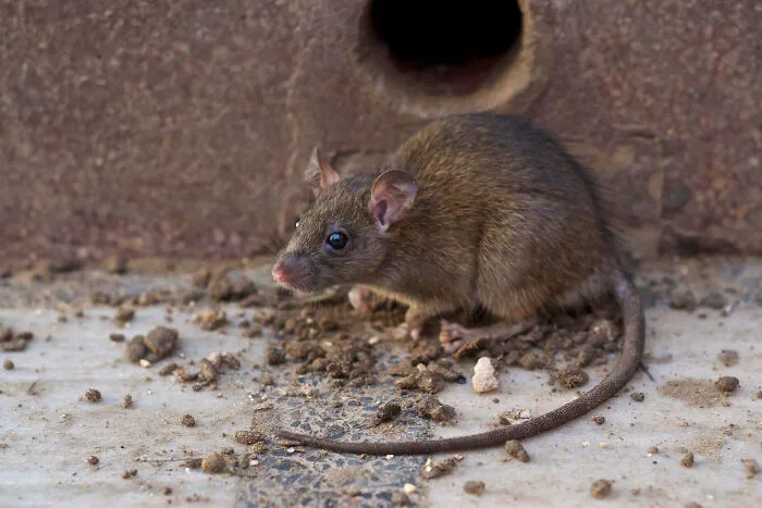 A brown rat on the floor, reminding healthcare workers of sanitary risks in facilities.