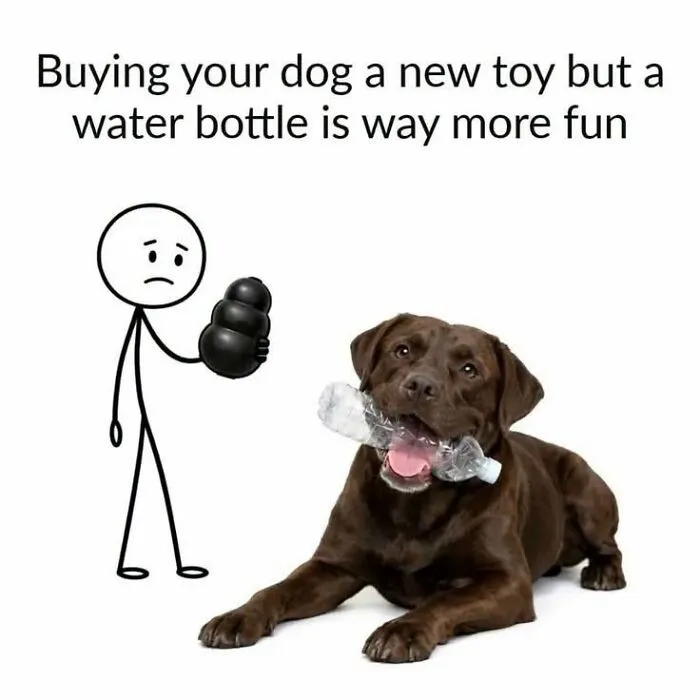 Chocolate Labrador holding a plastic water bottle instead of a dog toy in love animal memes.