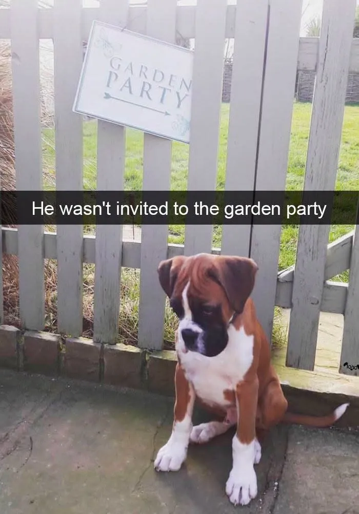 Sad boxer puppy sitting outside a wooden gate for love animal memes.