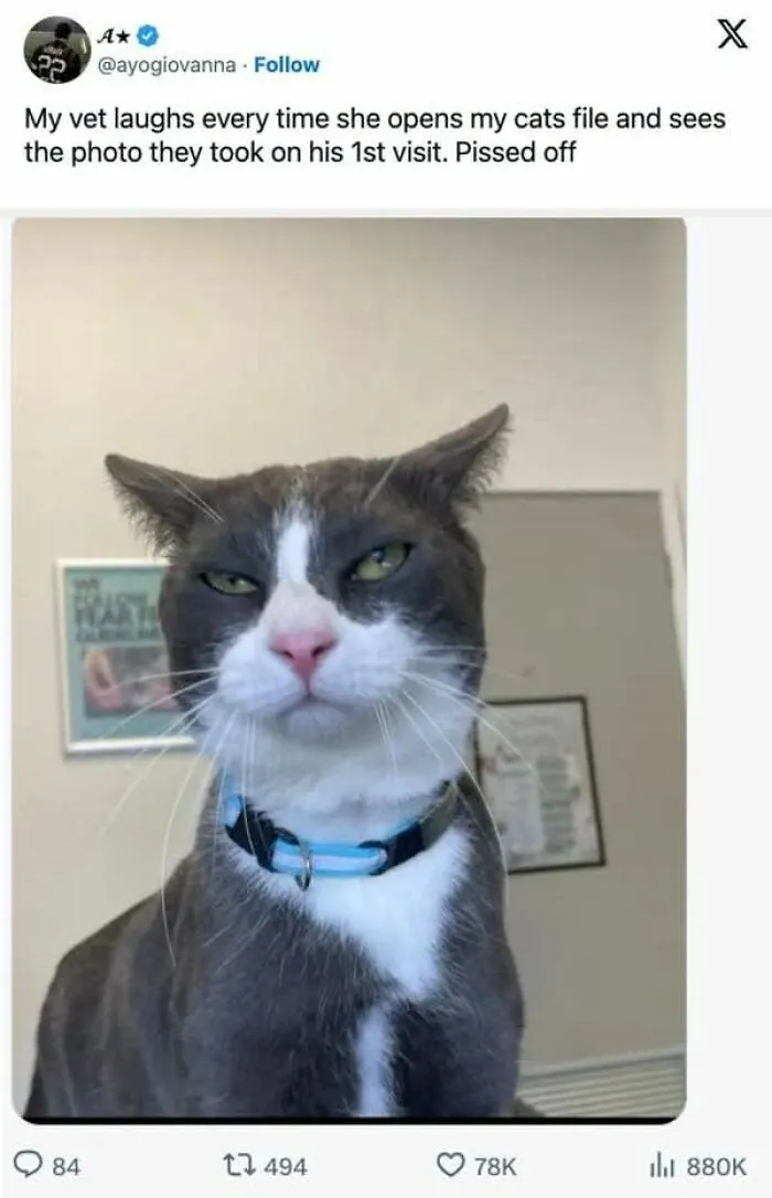 Annoyed grey and white cat staring at the camera in a love animal memes post.