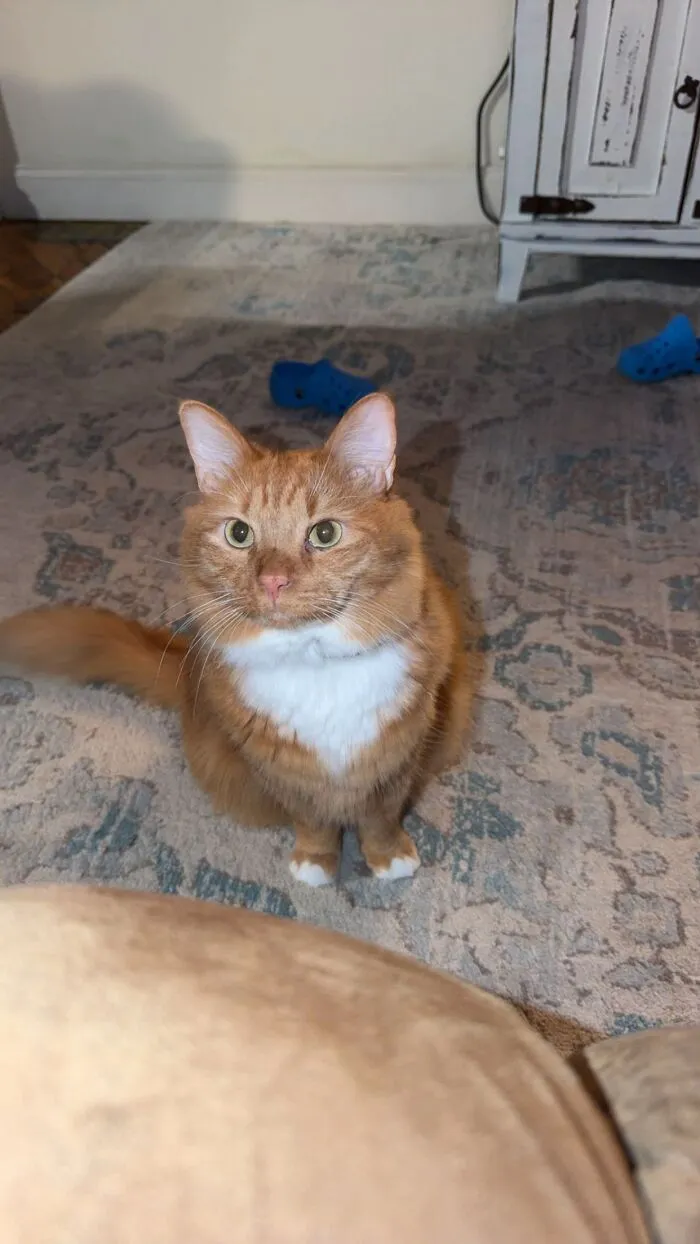An orange and white cat sits on a rug, as shared in a TikTok trend about life stories with pets.