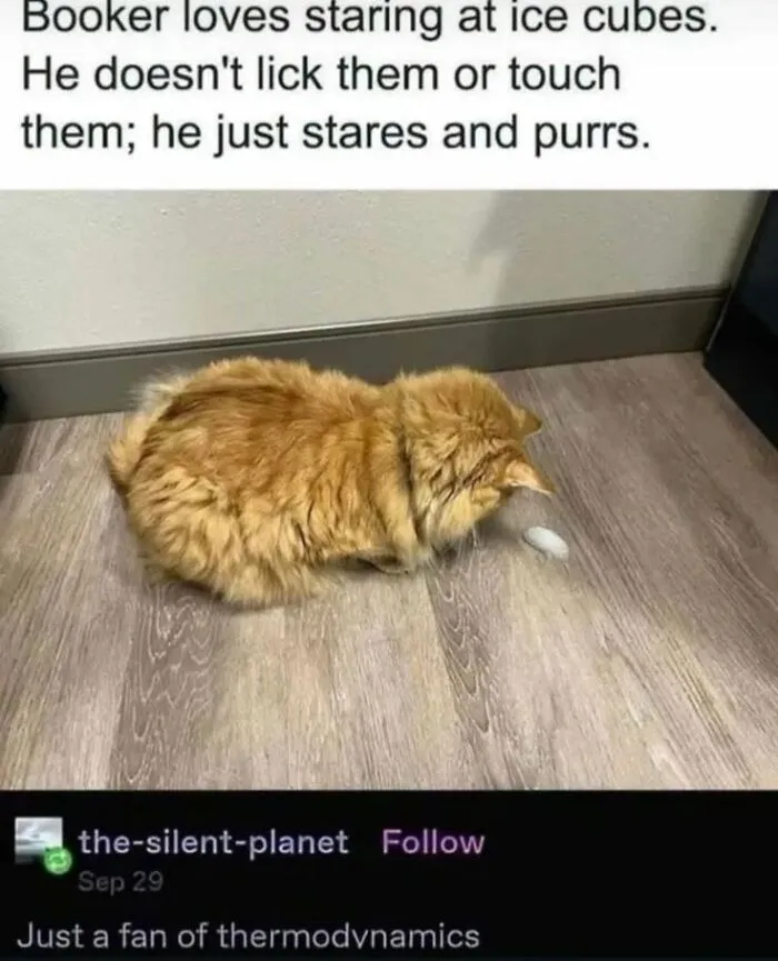Fluffy orange cat staring intently at an ice cube in love animal memes
