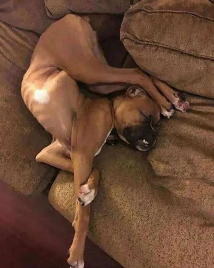 A brown dog sleeping in a bizarre, twisted position on a couch, creating cool and entertaining pics