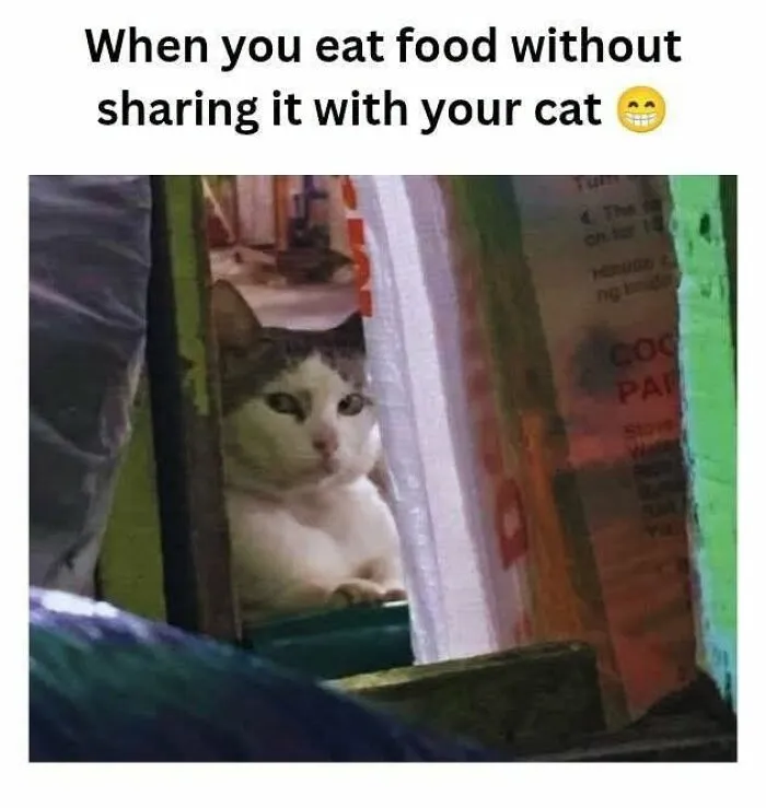 Disapproving cat peeking from behind a curtain in love animal memes