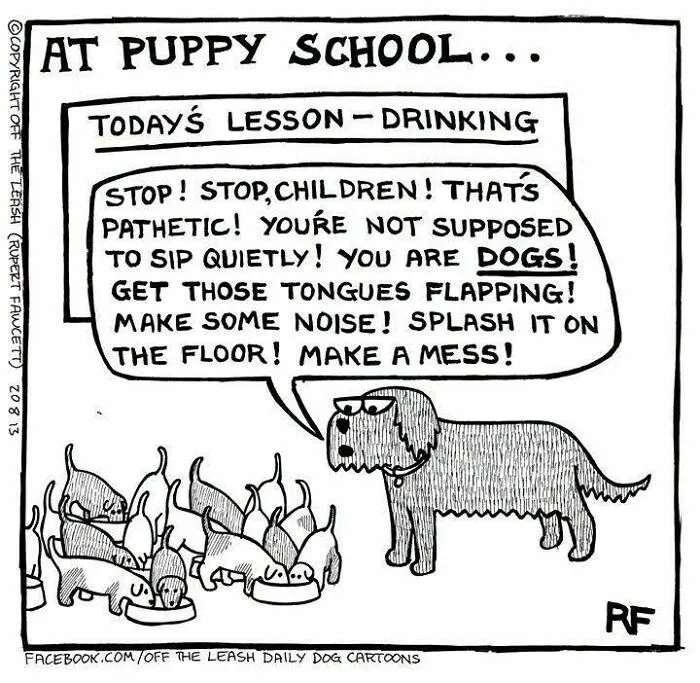 Funny Off The Leash dog cartoons showing an adult dog teaching puppies a drinking lesson at puppy school.