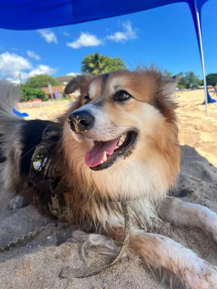 Happy dog on a sandy beach sharing life stories with pets