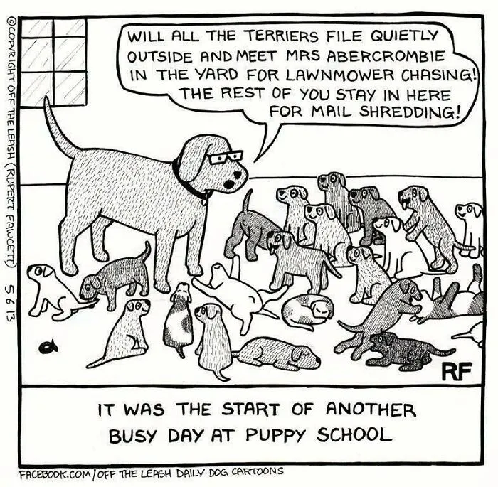 Off The Leash dog cartoon showing an adult dog teaching a classroom full of puppies at puppy school.