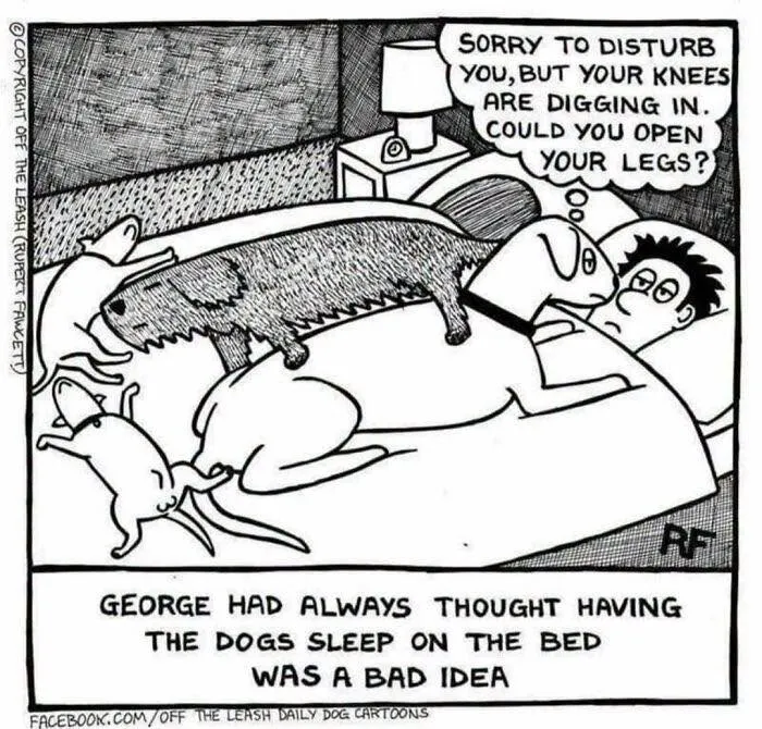 Funny Off The Leash dog cartoon showing multiple dogs sleeping on a bed with their owner.