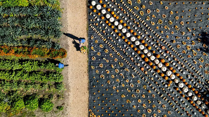 Aerial view of a farm field with rows of harvested pumpkins laid out neatly.