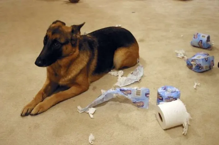 German shepherd lying on floor surrounded by shredded toilet paper mess