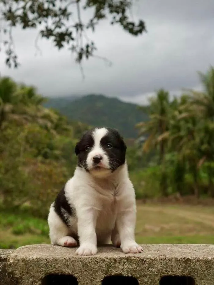 A black and white abandoned puppy sitting on a wall, rescued by the All Sato Rescue organization.