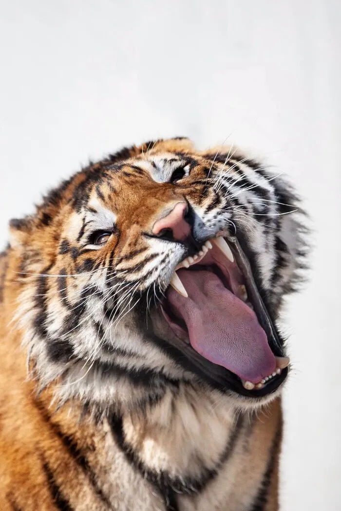Close-up of a tiger captured by a wildlife photographer yawning widely.