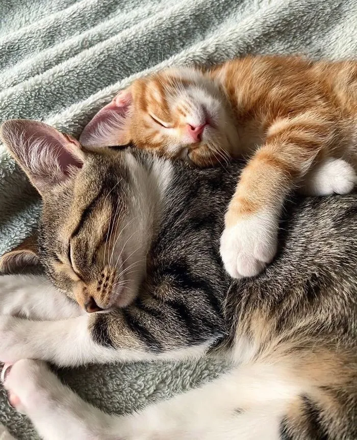 An orange tabby kitten cuddled up and sleeping peacefully on top of its mama cat.