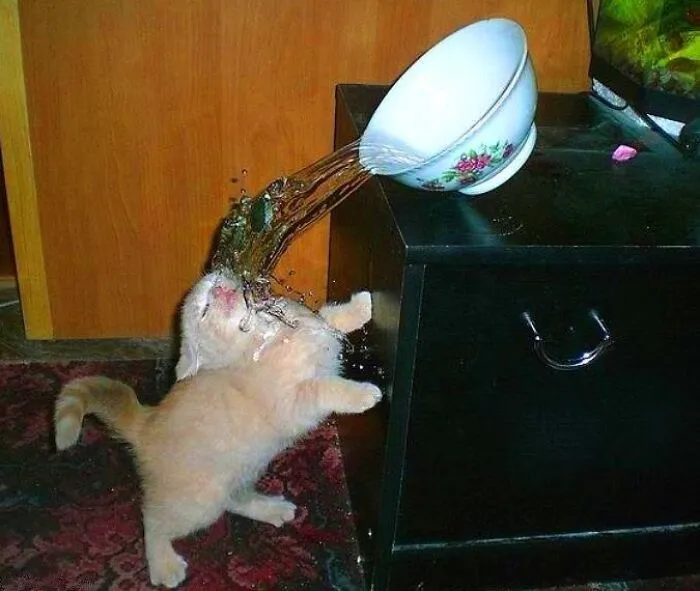 An orange kitten getting splashed with water from a falling bowl, a funny family photo moment.