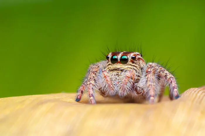 A close-up shot of a tiny jumping spider, a creature that may surprise healthcare workers.