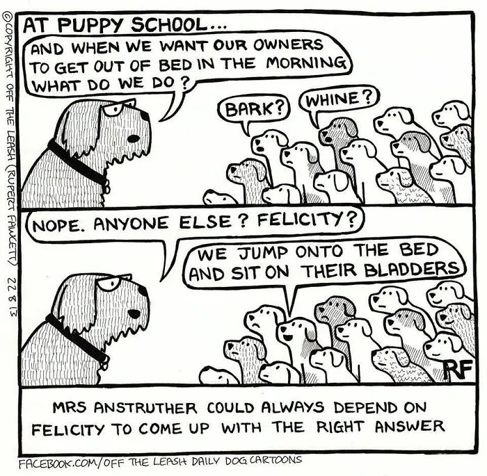 Funny Off The Leash dog cartoon by Rupert Fawcett depicting an adult dog teaching a classroom full of puppies.
