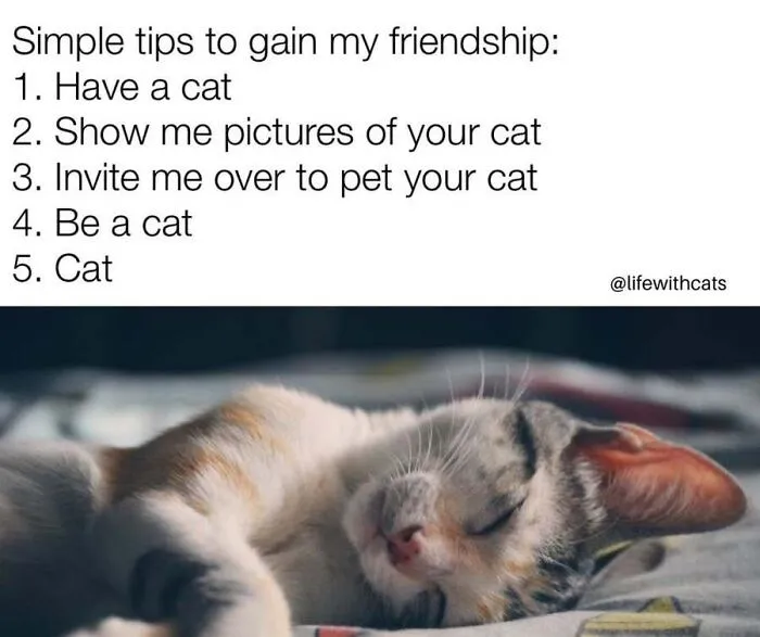 A funny cat memes image showing a sleeping kitten alongside text with simple tips to gain friendship.