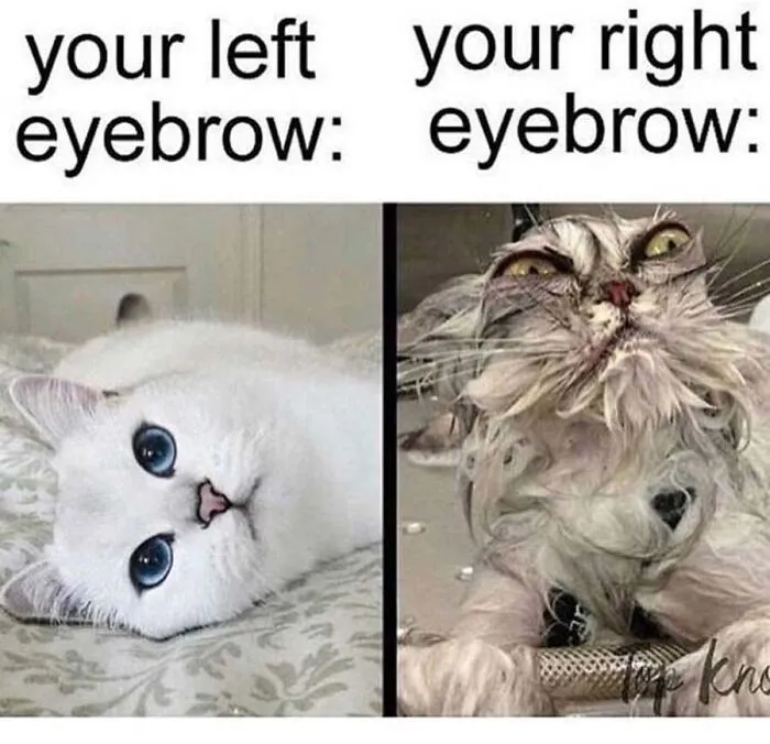 Side by side cat meme contrasting a pristine white cat with a scruffy wet cat.