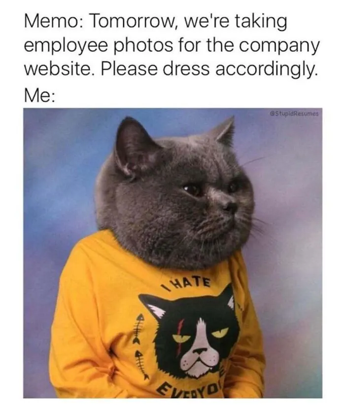 Cat meme of a grumpy grey cat wearing a yellow sweatshirt that says I hate everyone for photo day.