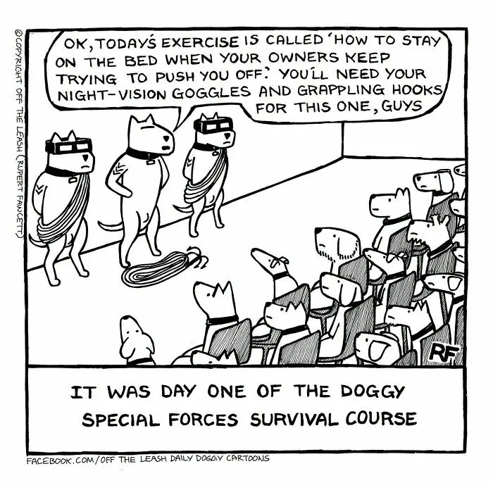 Dog cartoons by Rupert Fawcett depicting dogs training for special forces to stay on the bed.