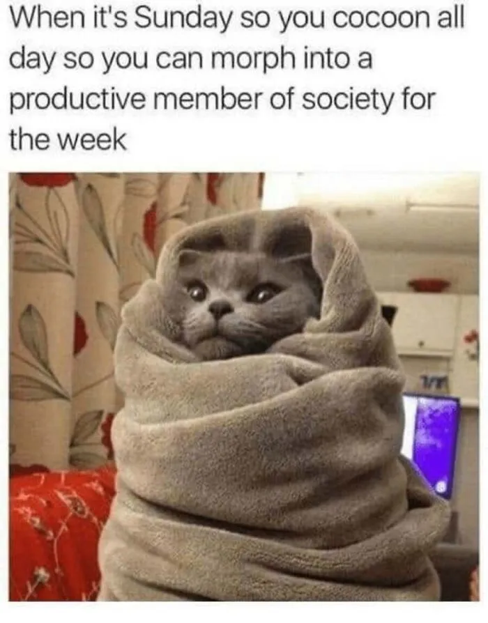 Cute cat memes depicting a grey cat wrapped snugly in a blanket cocoon like a burrito