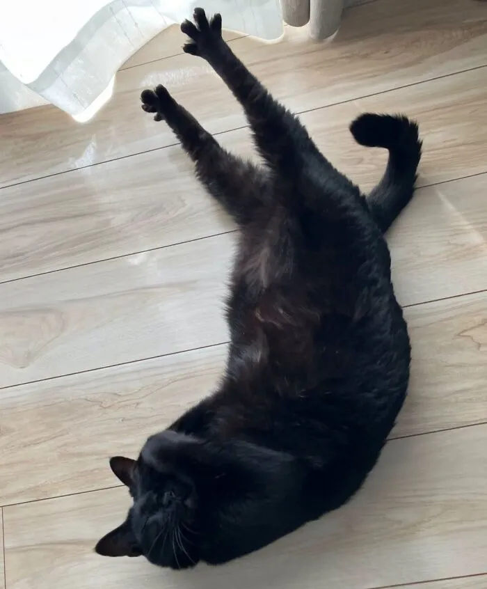 A funny black cat stretching its back legs while lying on a light wood floor.