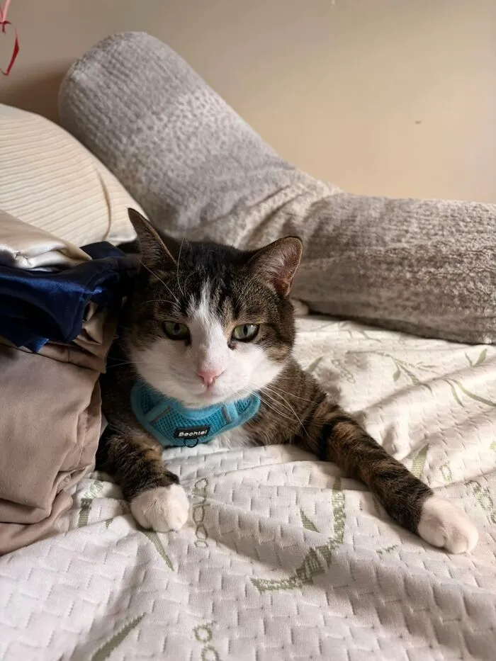 A brown tabby cat wearing a blue harness laying on a bed, part of a TikTok trend sharing life stories with pets.