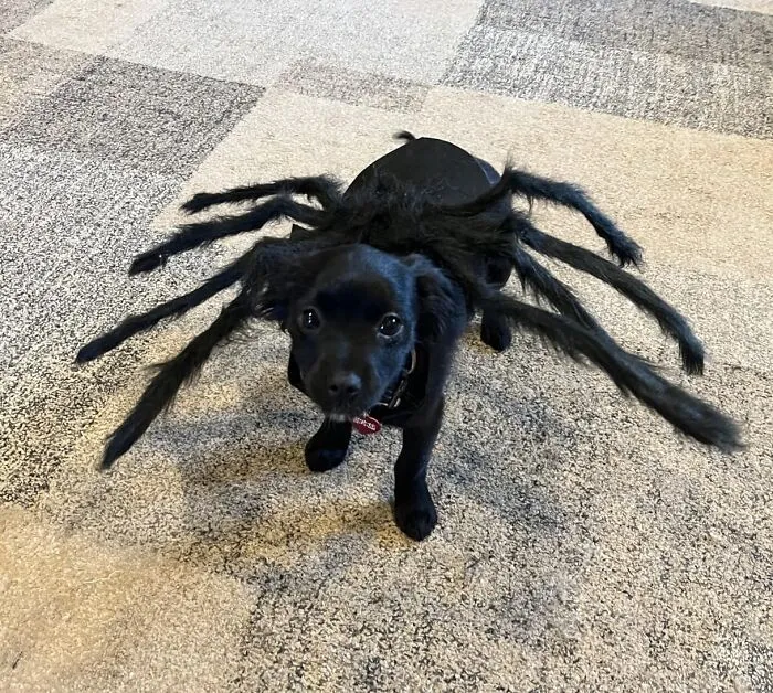 A small black dog dressed up in a spooky spider pet Halloween costume.