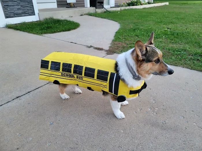Corgi wearing a school bus pet Halloween costume walking outside on a sidewalk.
