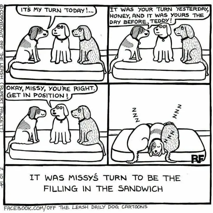 Funny Off The Leash dog cartoon by Rupert Fawcett depicting three dogs sleeping squeezed together in a bed.